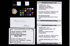 Foto (Objekt + Etikett) von Cycloprosopon sp.  (NHMW-GEO-1990-0041-3138)